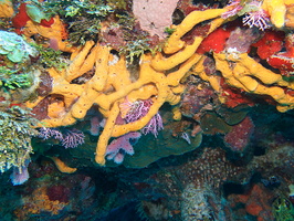 054 Rose Lace Coral and Yellow Tube Sponge IMG_8048