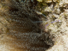 062 Paderson Shrimp and Corkscrew Anemone  IMG_8062