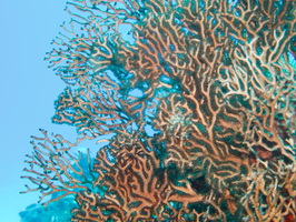 068 Gorgonian Coral IMG_8082