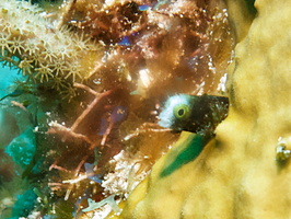 023 Secretary Blenny IMG_8130