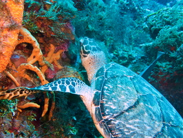 014 Hawksbill Sea Turtle IMG_8203