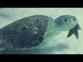 Hawksbill Sea Turtle eating Cushon Starfish