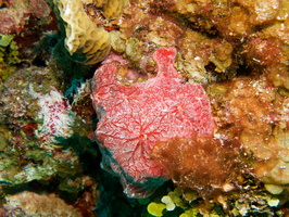 016  Pink and Red Encrusting Sponge IMG_8354