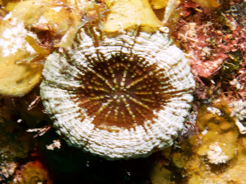 023  Solitary Disk Coral IMG_8363.jpg