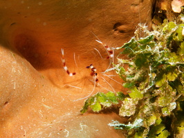 053  Banded Coral Shrimp IMG_8413