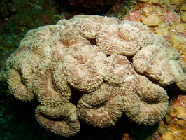 064  Spiny Flower Coral IMG_8434