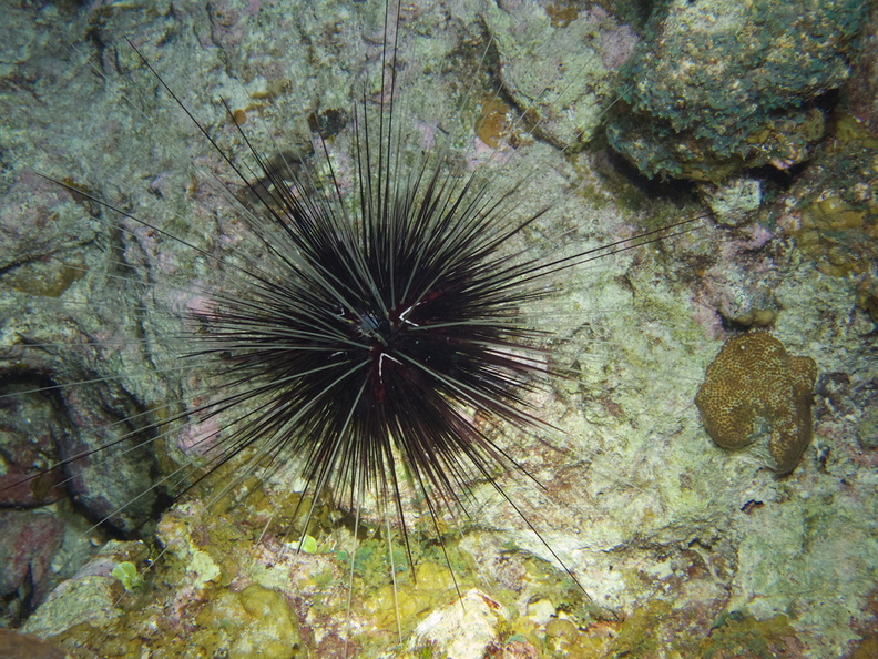 093  Long-Spine Sea Urchin IMG_8490.jpg