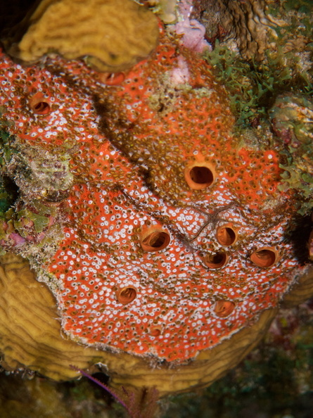 105  Brittle Starfish on Orange Sieve Encrusting Sponge ??IMG_8507.jpg