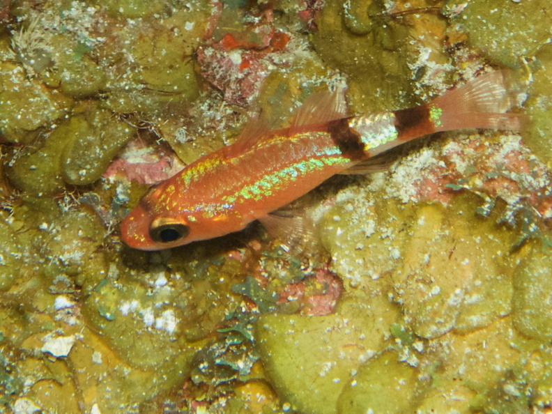 106  Mimic Cardinalfish IMG_8509.jpg