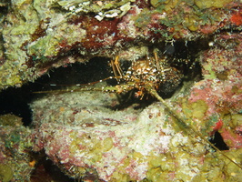 108  Spotted Spiny Lobster IMG_8513