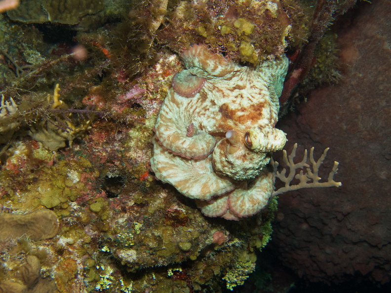 112  Caribbean Reef Octopus IMG_8519.jpg