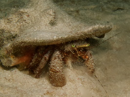 052  Giant Hermit Crab IMG_8907