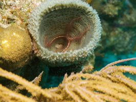 023  Brittle starfish in Vase SpongeIMG_8953
