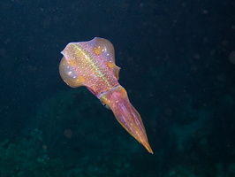 045  Caribbean Reef Squid IMG_8990