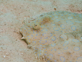 008  Peacock Flounder IMG_8661