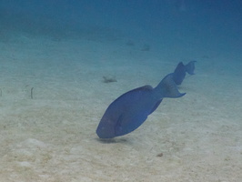 040  Blue Parrotfish IMG_8748