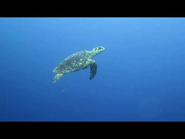 Hawksbill Sea Turtle with Divers