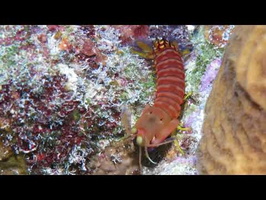 Dark Mantis Shrimp