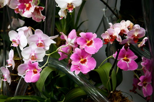 Orchid Show 4-15-18