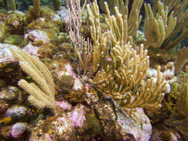 002  Solf Coral IMG_8358