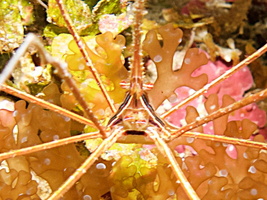 007  Yellowline Arrow Crab IMG_8367