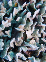 026  Thin Leaf Lettuce Coral IMG_8411