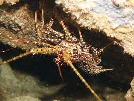 061  Spotted Spiny Lobster IMG_8487