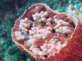 062  Finger Coral in Basket Sponge IMG_8492