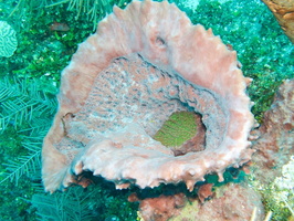 013  Rough Cactus Coral in Barrel Sponge IMG_8648