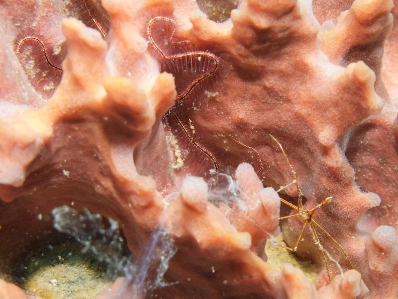021  Brittle Starfish and Yellow Arrowline Crab on Lumpy Sponge IMG_8657.jpg