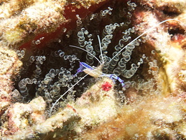 024  Paterson Shrimp with eggs and Corkscrew Anemone IMG_8664