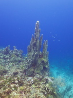 027  Pillar Coral IMG_8667