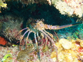 038  Spiny Lobster IMG_8691