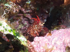 041  Red Reef Hermit Crab IMG_8697