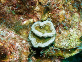 049  Solitary Disk Coral IMG_8716