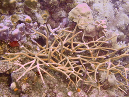 057  Staghorn Coral IMG_8734