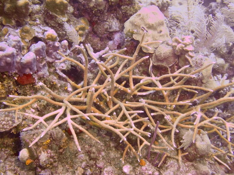 057  Staghorn Coral IMG_8734.jpg