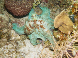 062  Caribbean Reef Octopus IMG_8747