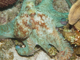 063  Caribbean Reef Octopus IMG_8748