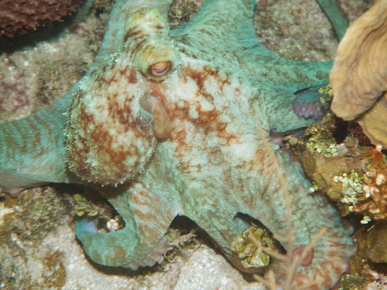 063  Caribbean Reef Octopus IMG_8748.jpg