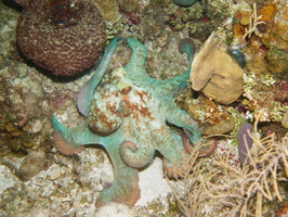 064  Caribbean Reef Octopus IMG_8749
