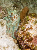 065  Caribbean Reef Octopus IMG_8751