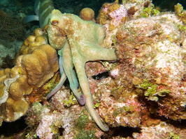067  Caribbean Reef Octopus IMG_8755