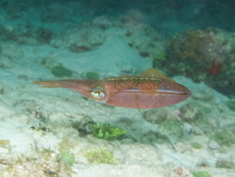 070  Caribbean Reef Squid IMG_8761