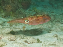 071  Caribbean Reef Squid IMG_8762