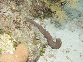 075  Tiger Tail Sea Cucumber IMG_8767