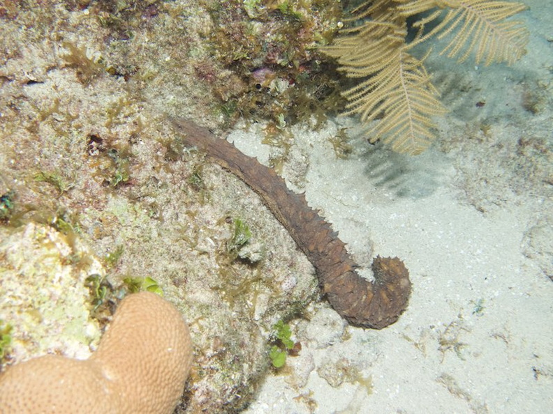 075  Tiger Tail Sea Cucumber IMG_8767.jpg
