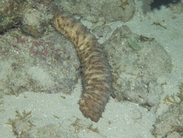076  Tiger Tail Sea Cucumber IMG_8768