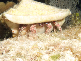 077  White Speckled Hermit Crab IMG_8771