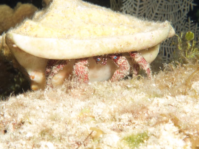 077  White Speckled Hermit Crab IMG_8771.jpg